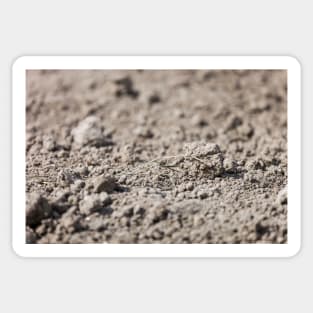 Dried Dirt Rubble Surface With Green Grass Stem Sticker